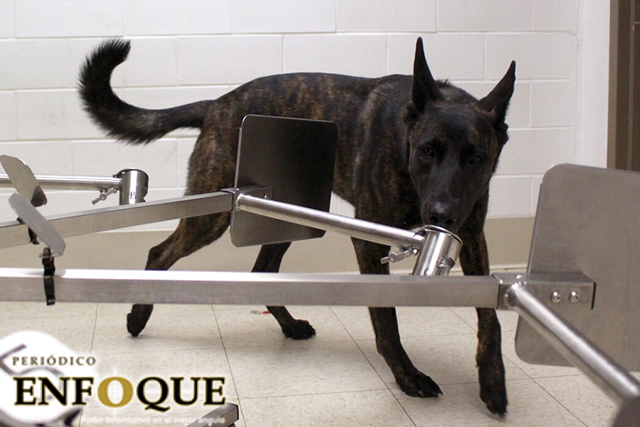 Foto: Cortesía Perros podrían ser entrenados para detectar Covid-19