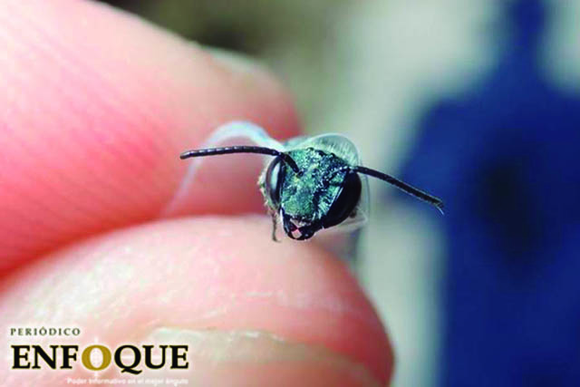 Foto: Cortesía Redescubren un tipo raro de abeja "Azul" en florida
