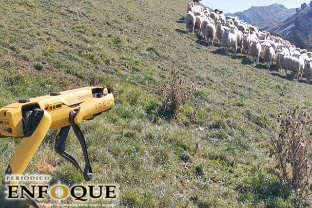Foto: Cortesía Robot reúne manada de ovejas en Nueva Zelanda