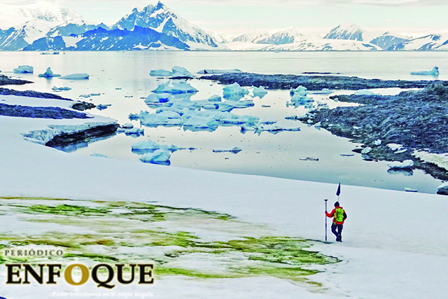 Foto: Cortesía Nieve verde se extiende en la Antártida debido al cambio climático