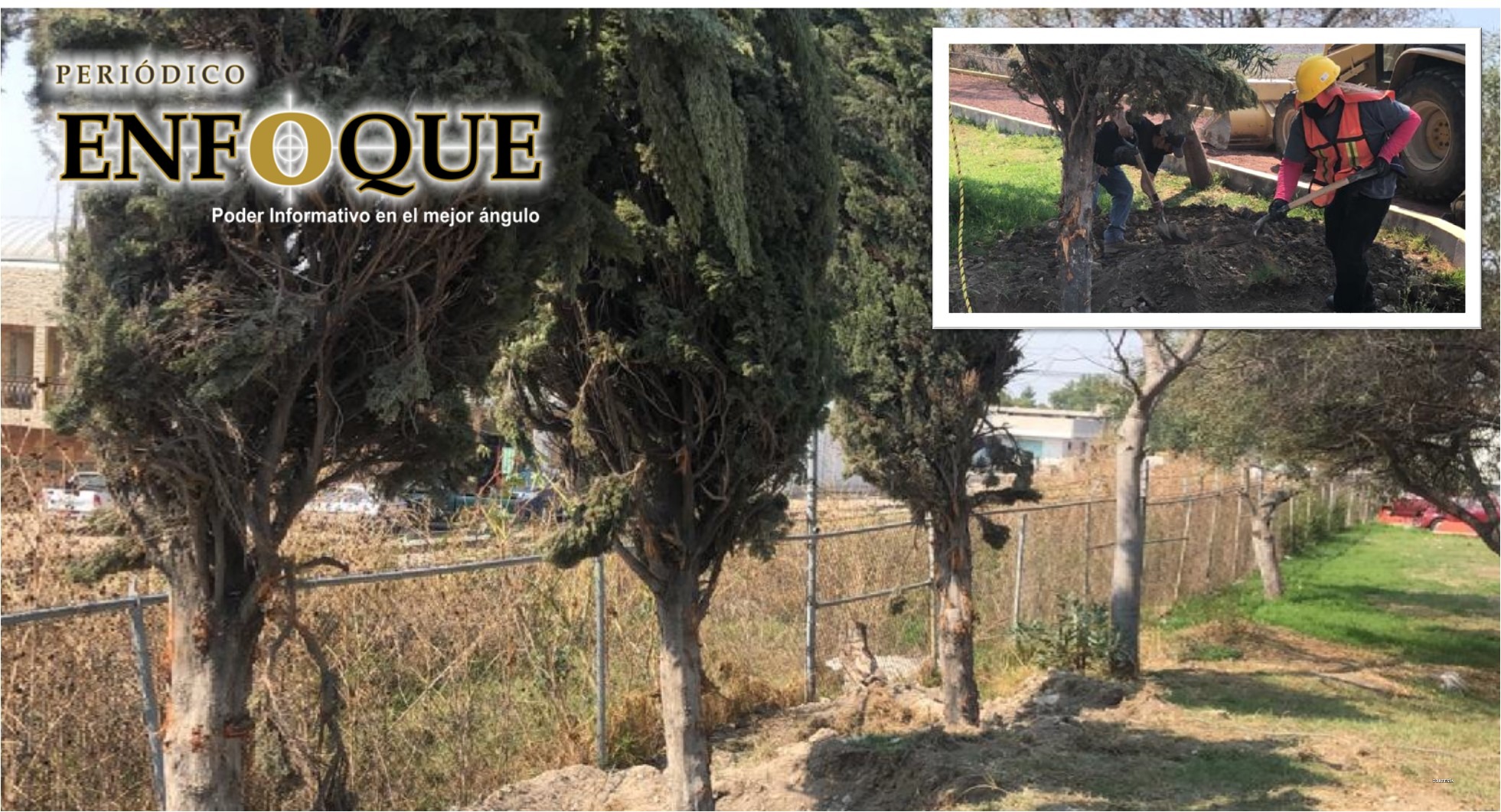 Foto: Cortesía Autoridades de Tepeaca reubican árboles del Boulevard tras modernización de obra