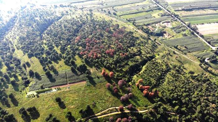 Foto: Cortesía Avanza plaga de gusano descortezador del cerro Zapotecas al Izta-Popo