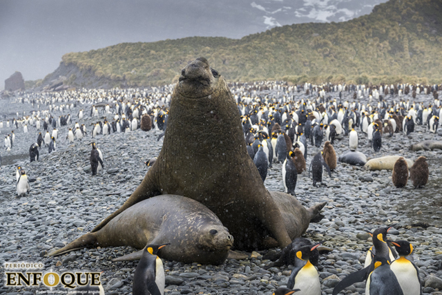 Foto: Cortesía El Iceberg más grande del mundo está a punto de chocar contra un refugio de pingüinos
