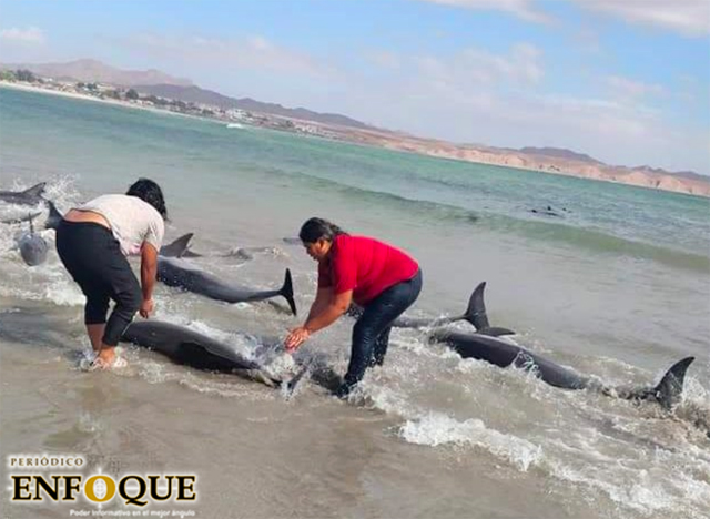 Foto: Cortesía Pescadores de sonora rescatan a 30 delfines varados en la playa y los regresan al mar