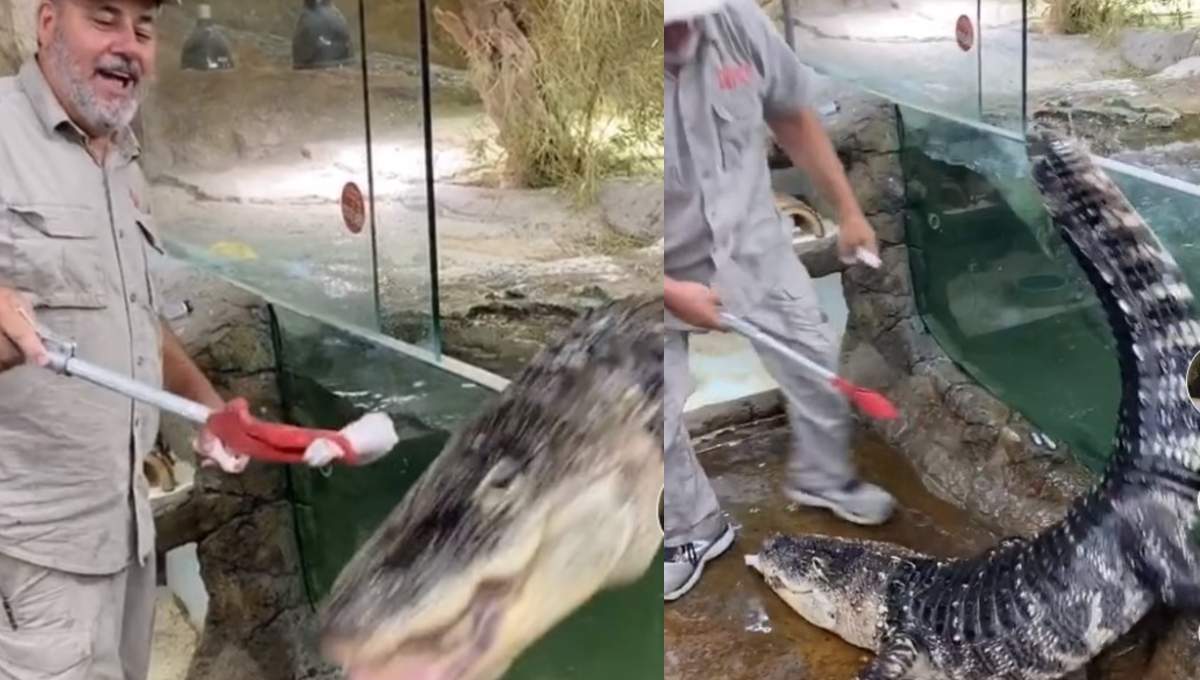 Foto: Cortesía Pánico en el zoo: Cocodrilo escapa mientras era alimentado por los cuidadores