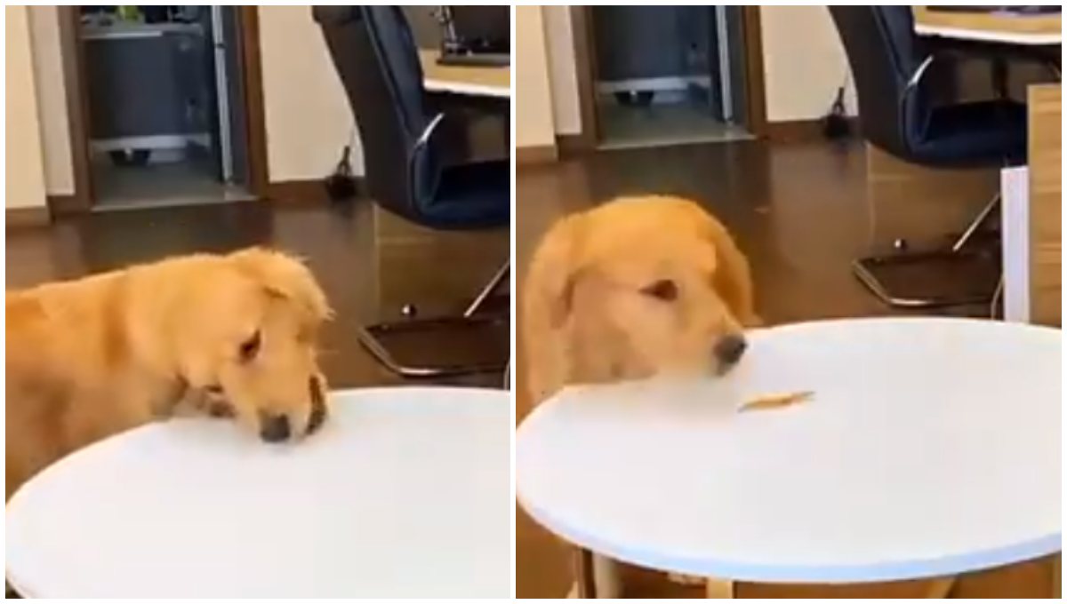 Foto: Cortesía Perrito engaña a su dueño y se roba los premios de un cajón sin ser descubierto (Video)