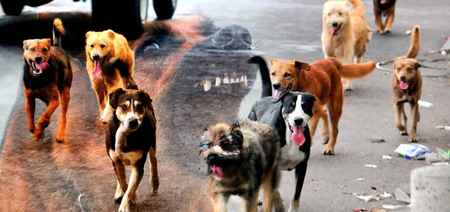 Foto: Cortesía Mujer poblana es devorada dentro de su casa por perros hambrientos