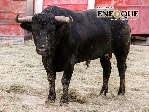 Foto: Cortesía “Toros de lidia viven mejor que muchos humanos”, asegura pro Tauromaquia en Puebla