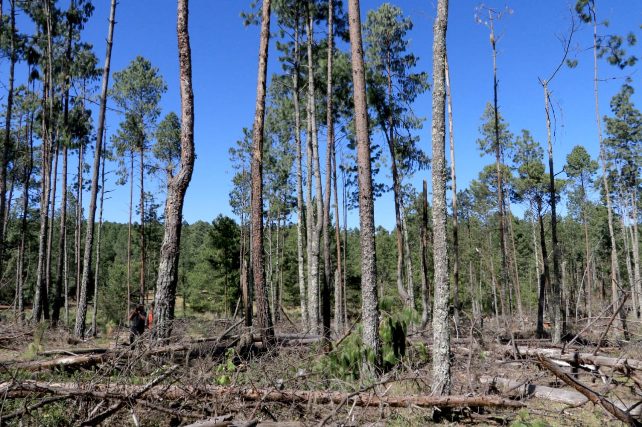 Foto: Cortesía Promoverá Medio Ambiente acciones de recuperación forestal en Ahuazotepec