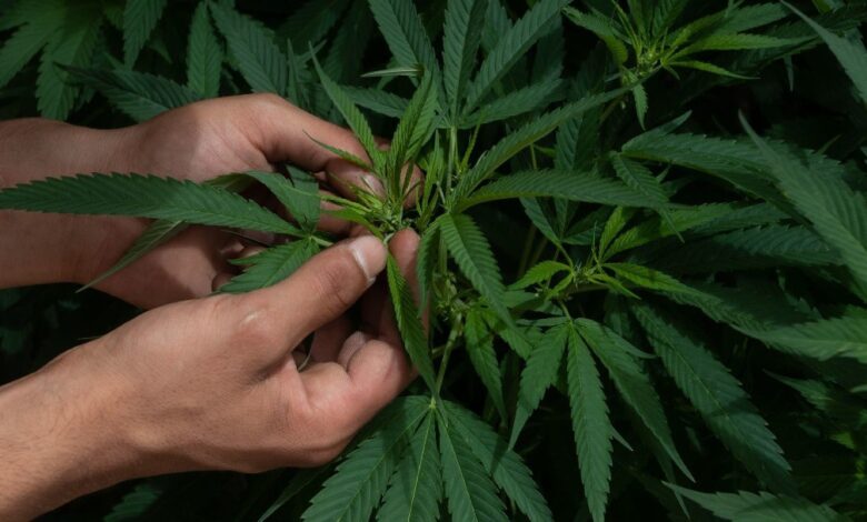 Foto: Cortesía Aprendamos a autolimitarnos y actuemos en libertad: AMLO sobre regulación de mariguana