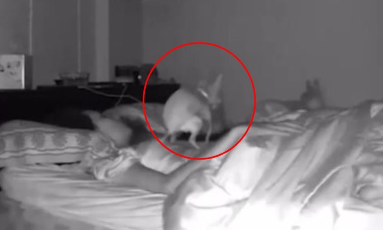 Foto: Cortesía Cuidado con las mascotas dentro de casa: Perro defeca sobre su dueña mientras ella dormía