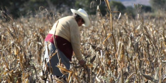 Foto: Cortesía ¿Aumentar la productividad del campo mexicano con mensajes SMS? Esto propone Nobel de Economía