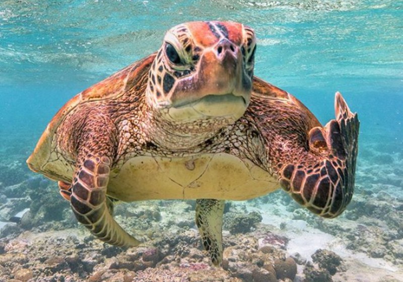 Foto: Cortesía Tortuga “le pinta el dedo” a fotógrafo y la imagen está cerca de ganar un premio