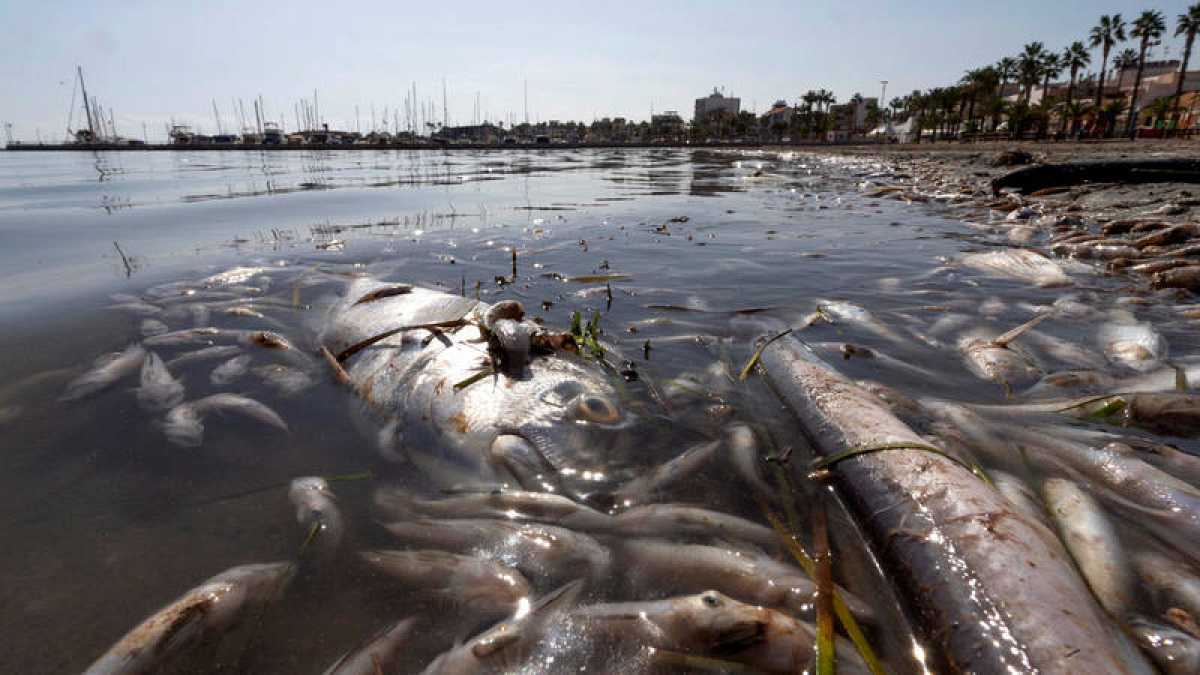 Foto: Cortesía Mueren miles de peces por hipoxia ambiental, acuacultores pierden 9.5 MDP