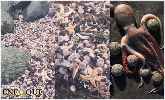Foto: Cortesía El desastre ecológico que está matando al 95% de animales marinos en Rusia