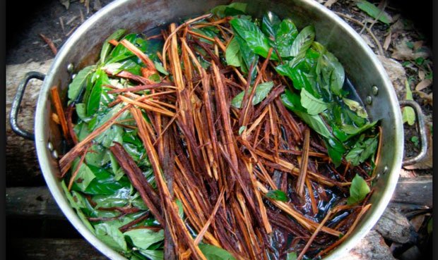 Foto: Cortesía La ayahuasca no solo tiene efectos psicodélicos: también ayuda a generar nuevas neuronas