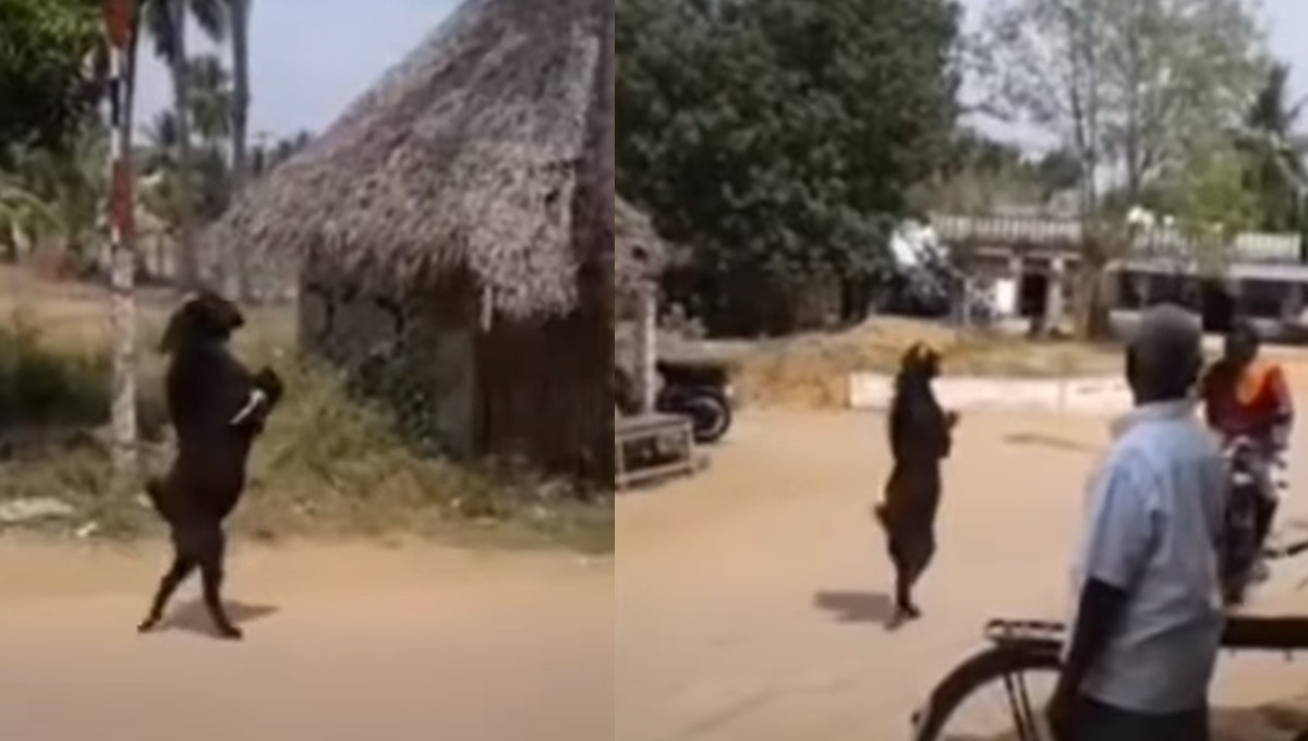 Foto: Cortesía La verdad detrás de la cabra “endemoniada” que camina en dos patas (Video)