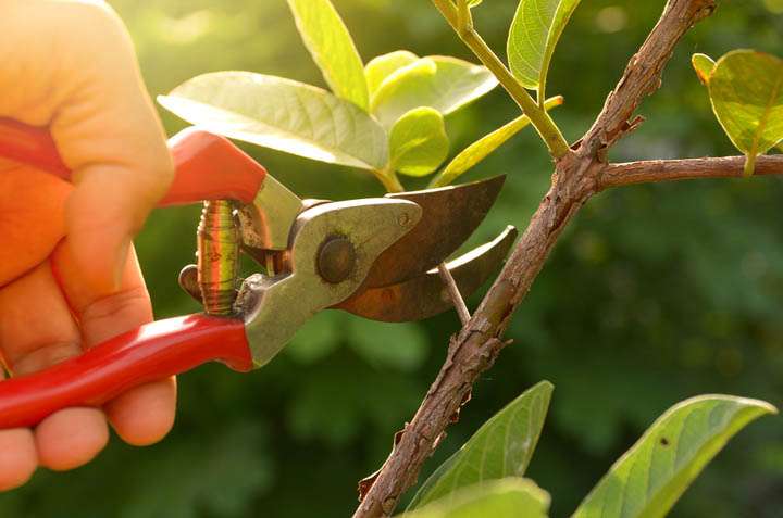 Foto: Cortesía La importancia de la poda para el crecimiento de tus plantas