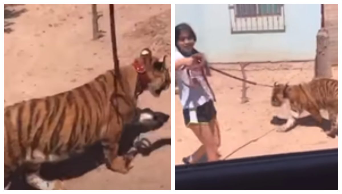 Foto: Cortesía “¡No muerde!”: niña pasea un tigre de bengala como si nada en Sinaloa (Video)