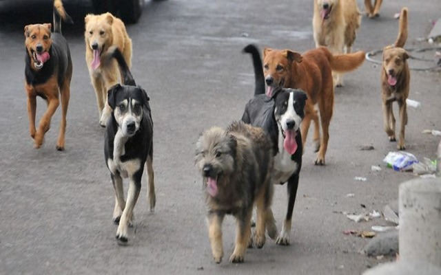 Foto: Cortesía Congreso aprueba castigar maltrato animal hasta con 10 años de cárcel y multas de más de 57 mil pesos