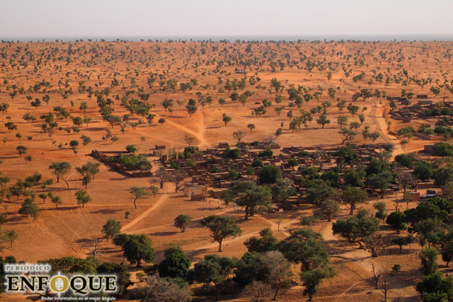 Foto: Cortesía Descubren más de 1,800 millones de árboles en el desierto del sahara