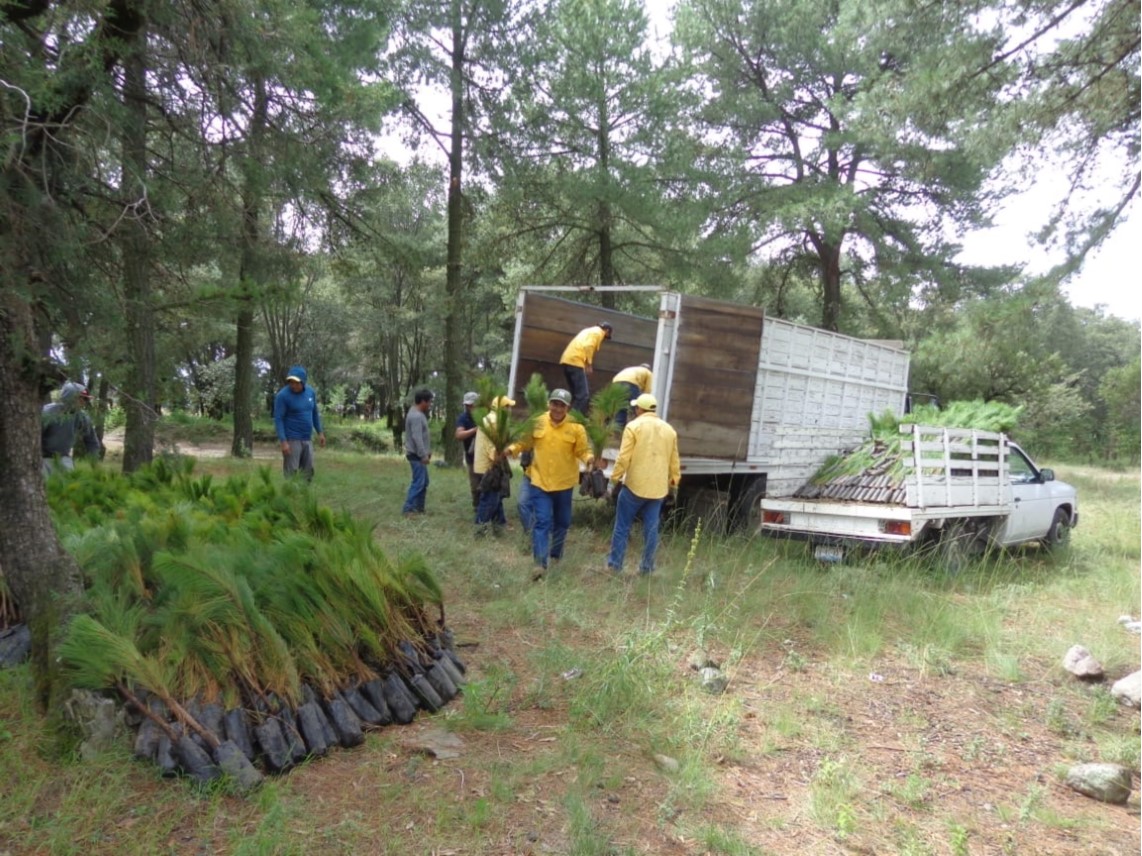 Plantan más de 11 mil pinos en la Malinche, para recuperación de espacios boscosos 