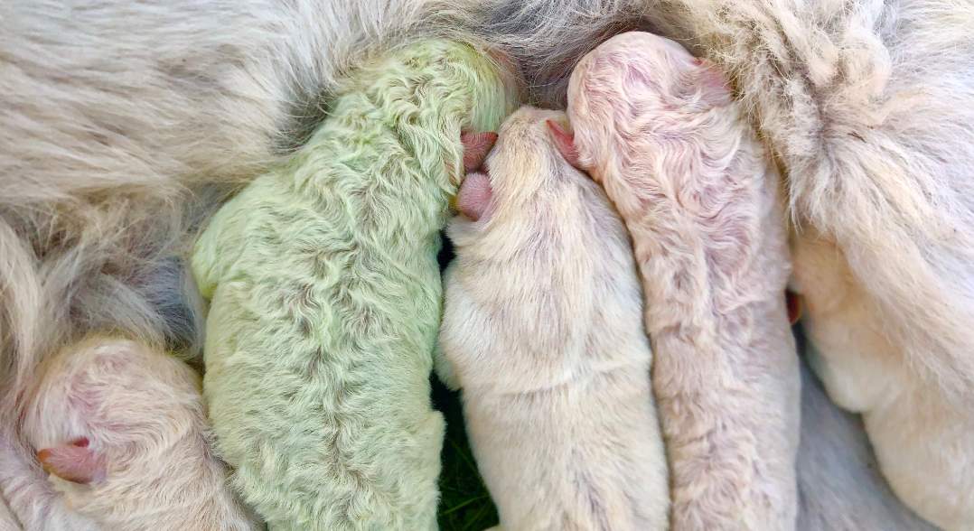 Foto: Cortesía “Pistache”: El cachorro con pelo verde que nació en Roma, Italia