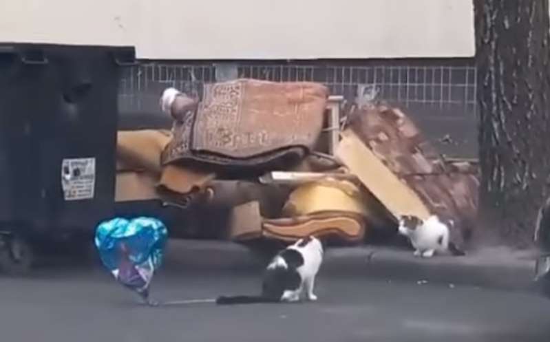 Foto: Cortesía Gato ‘enamorado’ sorprende a su ‘pareja’ y le obsequia un globo que encontró en la calle (Video)