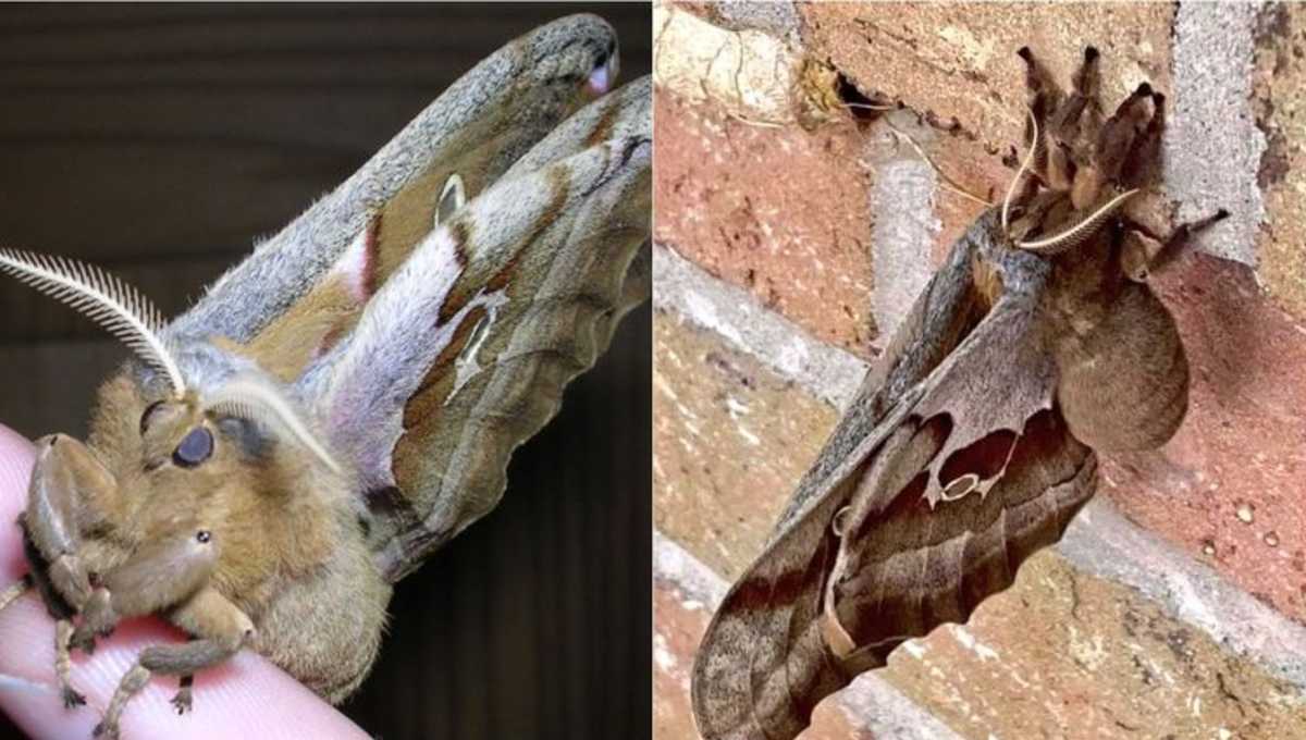 Foto: Cortesía Fake news: Desmienten que estos insectos sean “tarántulas con alas”