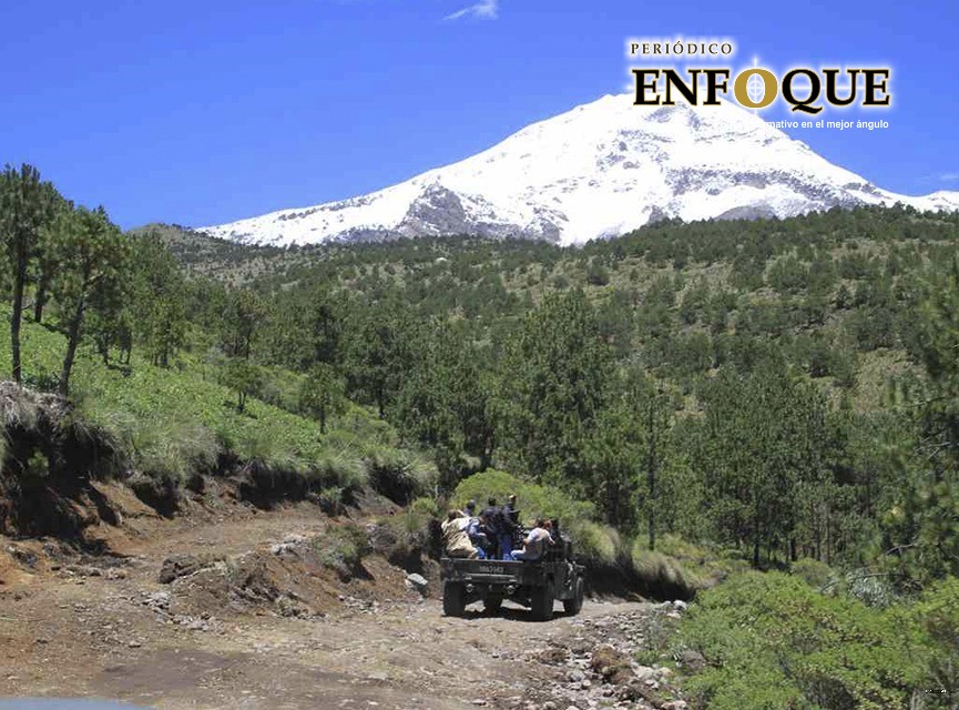 Foto: Cortesía Gusano descortezador está ganando la batalla en la Malinche