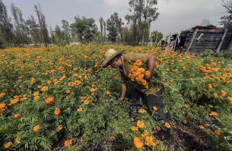 Foto: Cortesía Cae 60% producción de cempasúchil en Xochimilco por pandemia