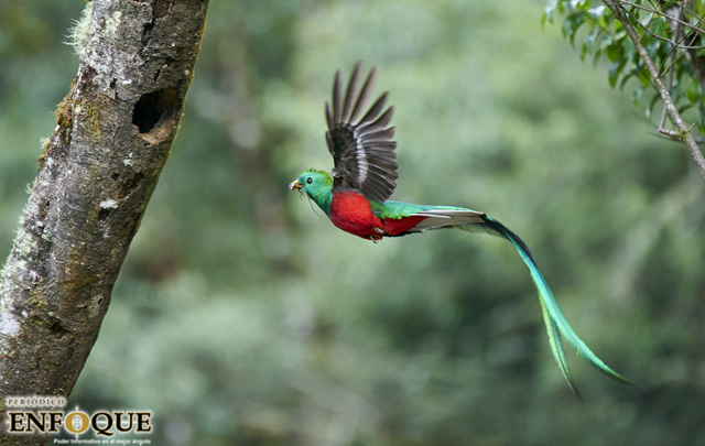Foto: Cortesía Quetzal, el ave preciosa de México y Centroamérica