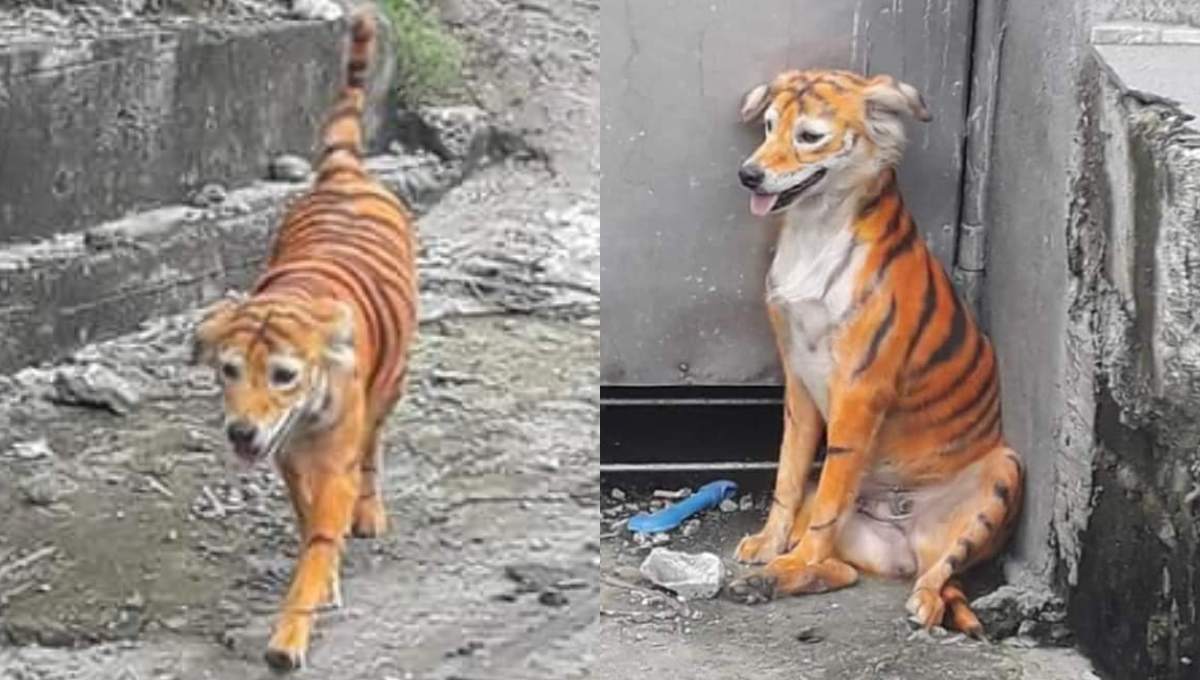 Foto: Cortesía ¿Maltrato animal? Difunden fotos de un perro pintado como tigre y causa indignación
