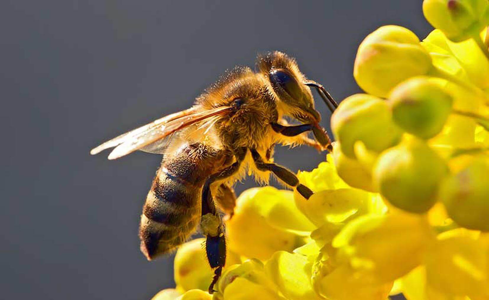 Foto: Cortesía Veneno de las abejas puede suprimir células del cáncer de mama, afirma estudio