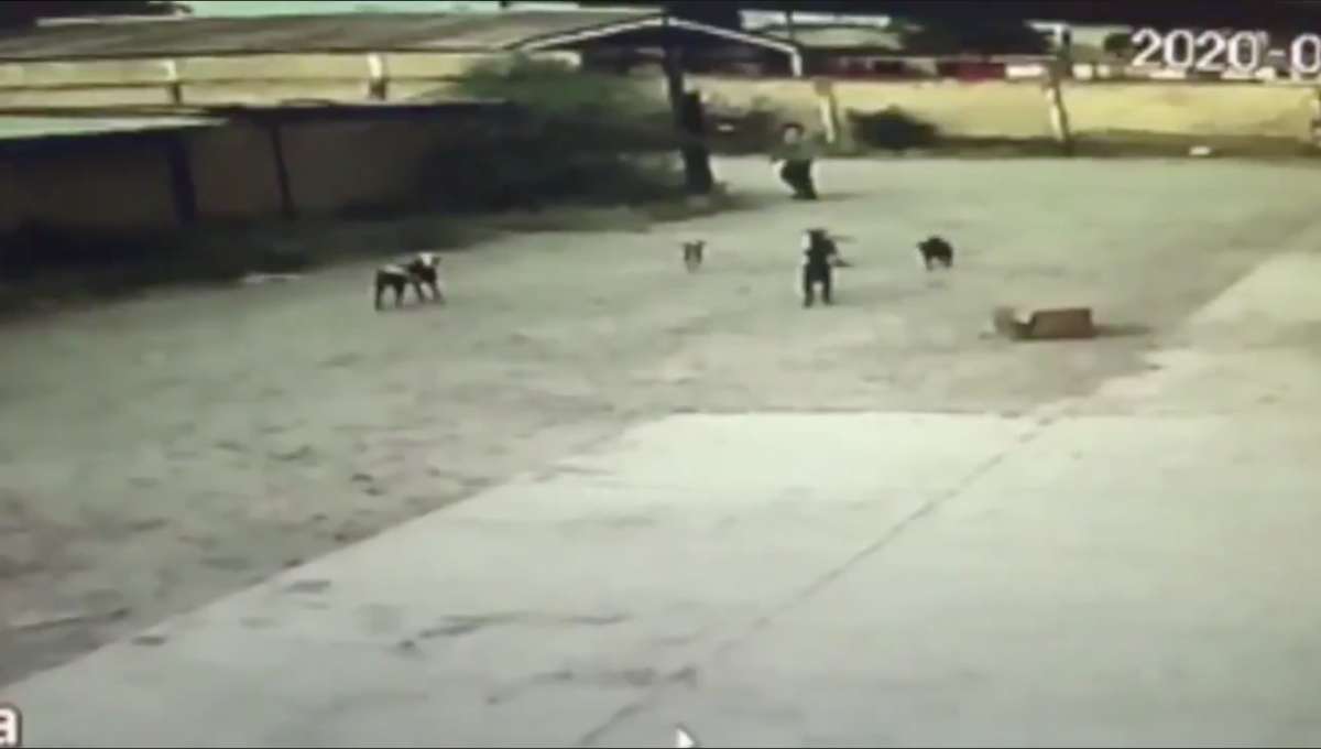 Foto: Cortesía Jauría de perros asesina a hombre en Durango; canes serán sacrificados