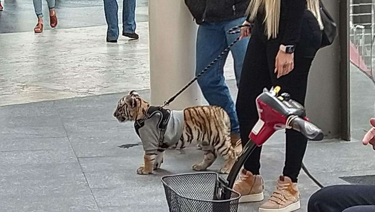Foto: Cortesía Mujer paseando con tigre en Plaza Antara causa indignación (Fotos)