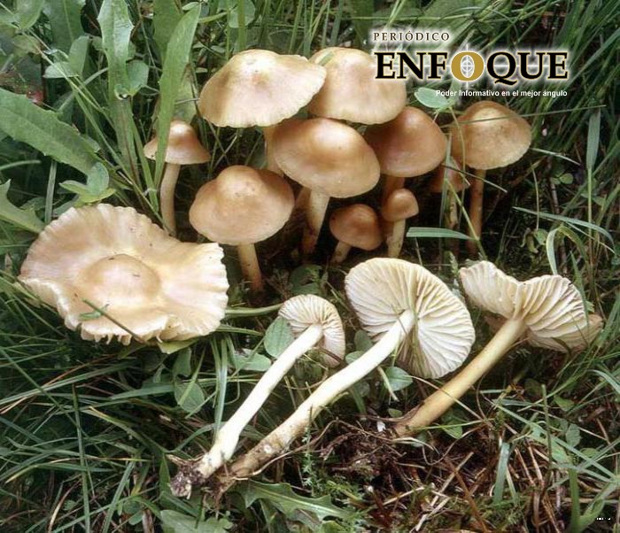 Mueren tres integrantes de una familia en Acajete por consumir hongos venenosos 