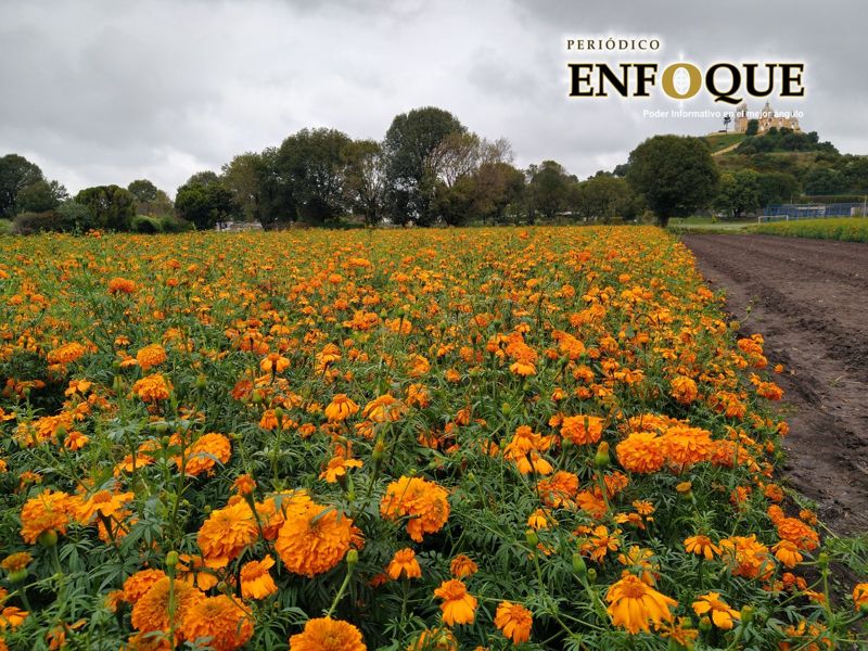 Foto: Cortesía Disminuirá 65% producción de flor de cempasúchil para Día de Muertos en San Andrés por Covid-19