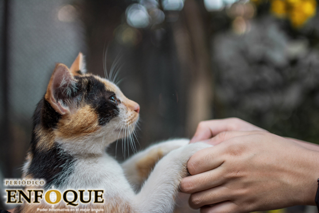 Foto: Cortesía Dueños de gatos: estos son los 5 tipos identificados en un estudio