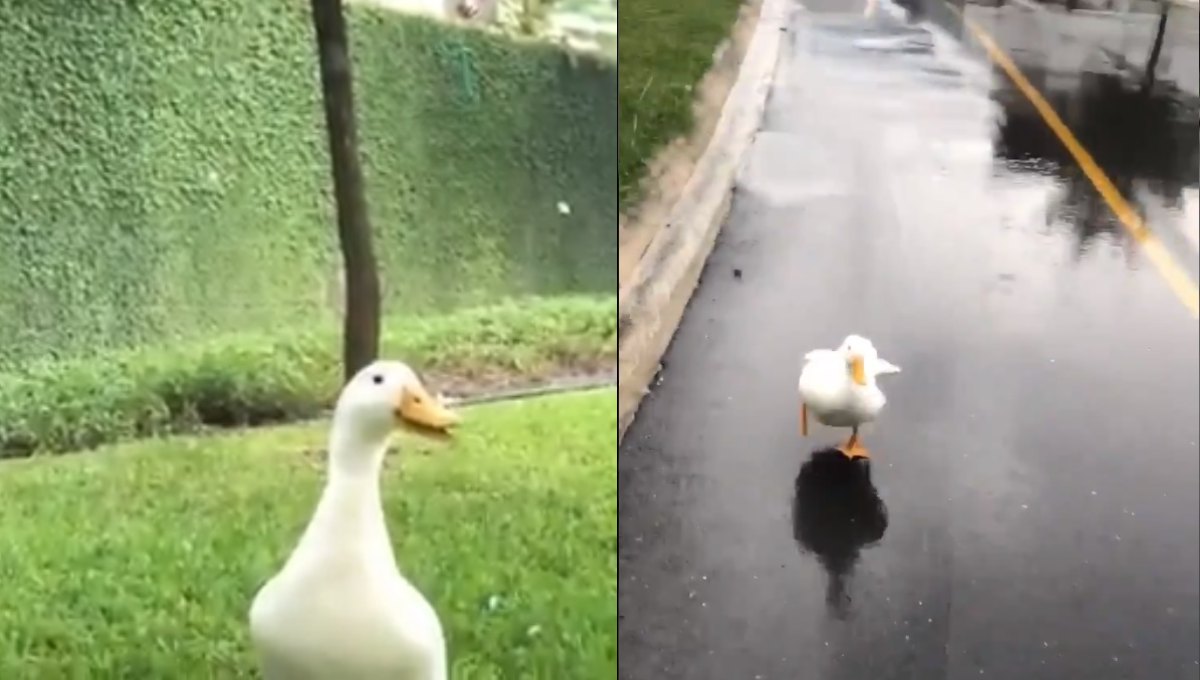 Foto: Cortesía Paco, el curioso pato que atacó a un joven en Monterrey (Video)