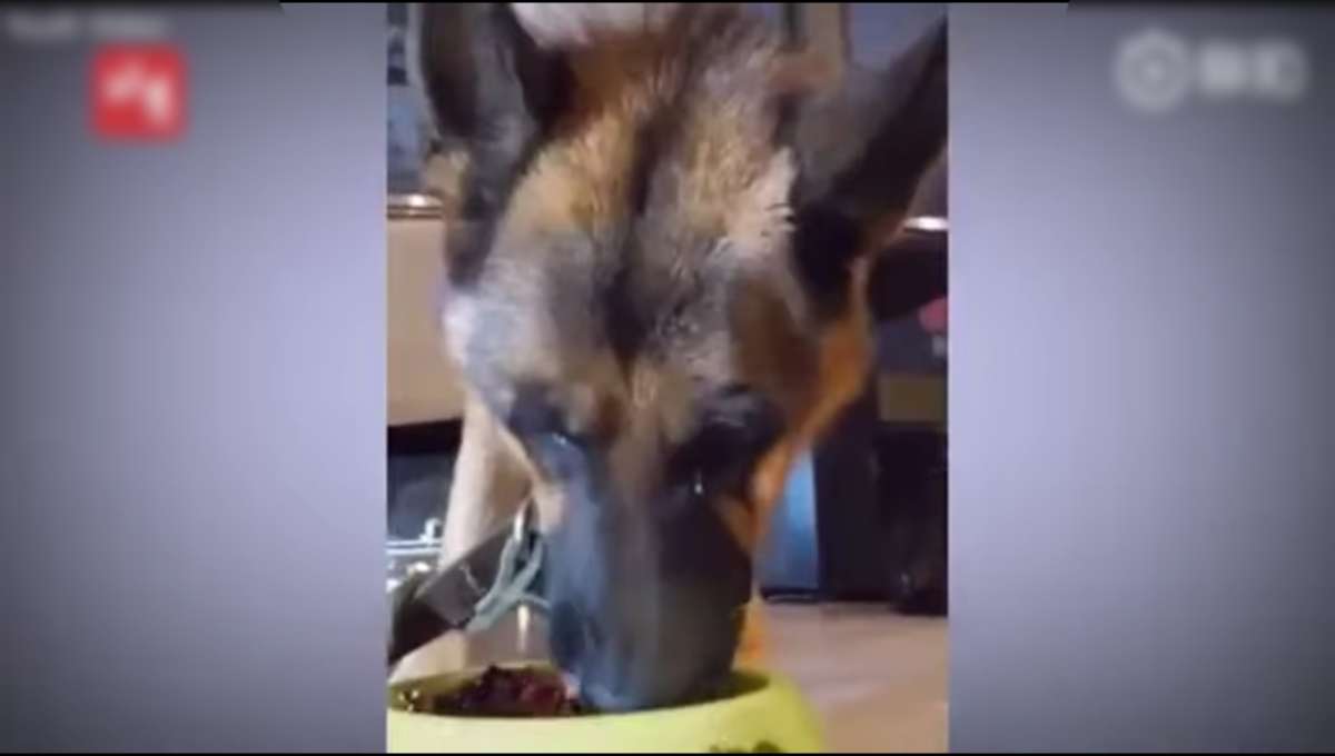 Foto: Cortesía Llanto de un perro indigna en redes; su dueño le dio a comer chiles (Video)