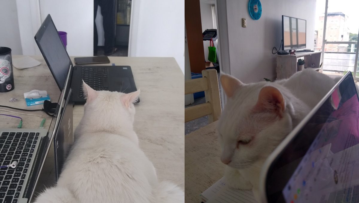 Este video de explica la razón por la cual los gatos se acercan a la laptop