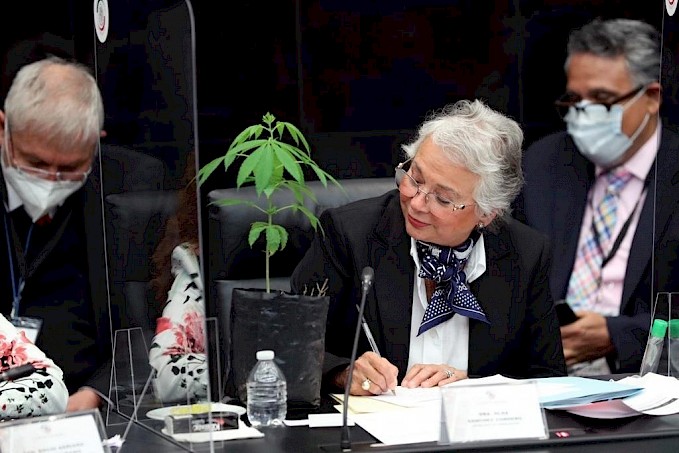 Foto: Cortesía Álvarez Icaza regala a Sánchez Cordero una planta de mariguana; 'la voy a plantar en mi jardín'