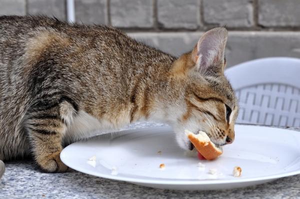 Foto: Cortesía La nueva investigación sobre la alimentación de gatos