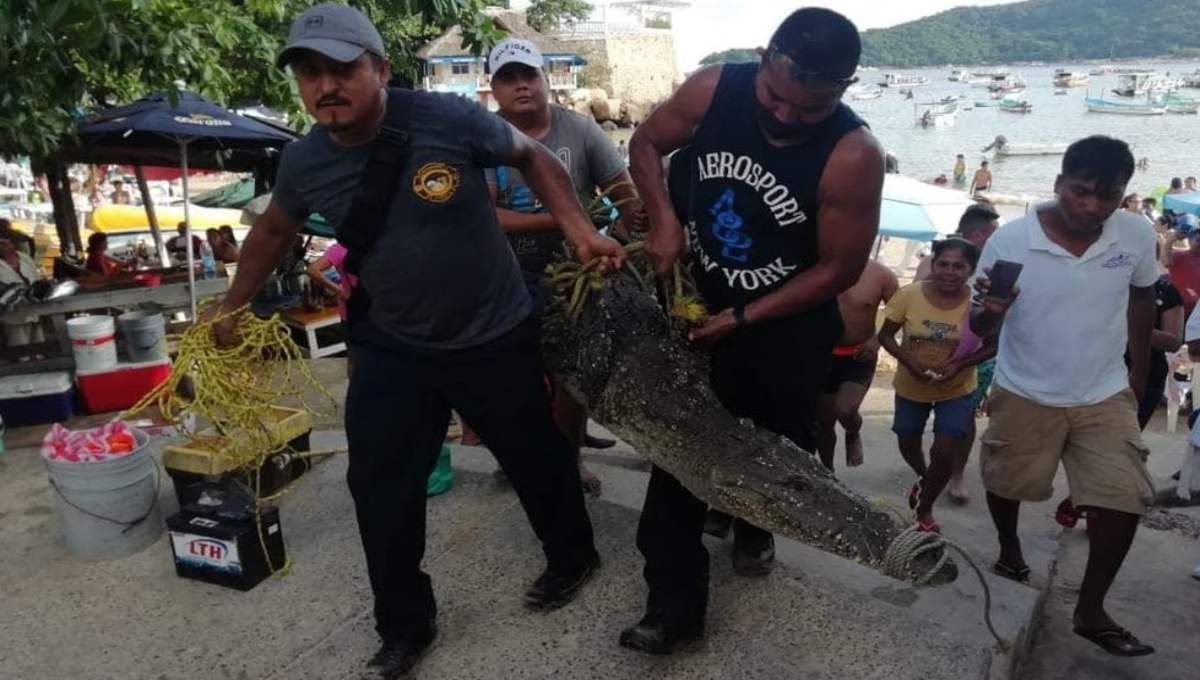 Capturan a cocodrilo que se paseaba por las playas de Acapulco (Video)