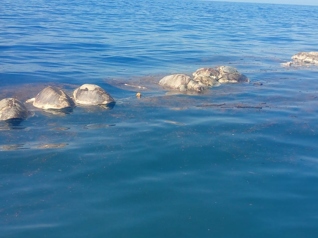 Foto: Cortesía Cementerio marino en Baja California Sur: mueren 351 tortugas caguama y 137 lobos marinos