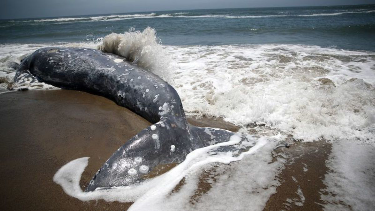 Por: Cortesía Hallan a 4 ballenas grises muertas en playas de San Francisco