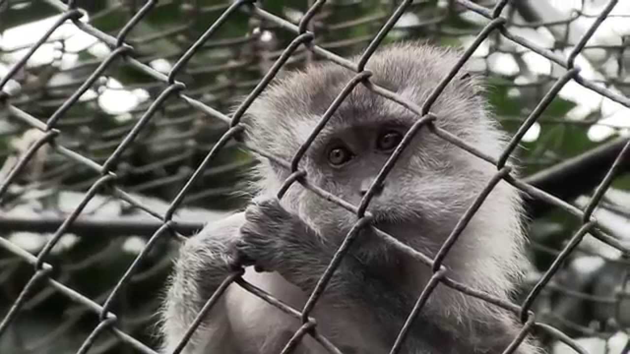 Por: Cortesía Tráfico de vida silvestre por internet recauda más de dos millones de pesos por año: Especialista BUAP