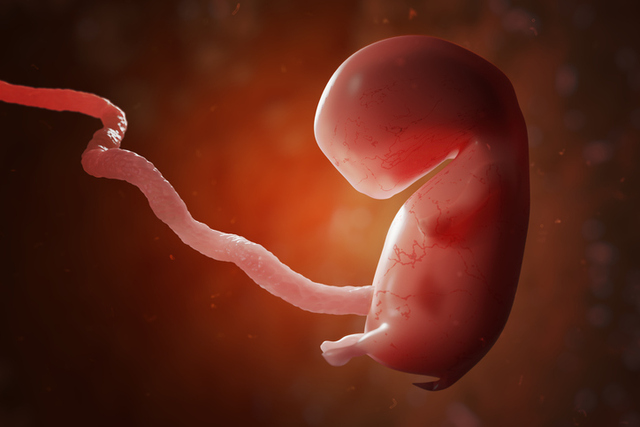 Por: Cortesía Científicos chinos y estadounidenses crean el primer embrión Humano- Simio
