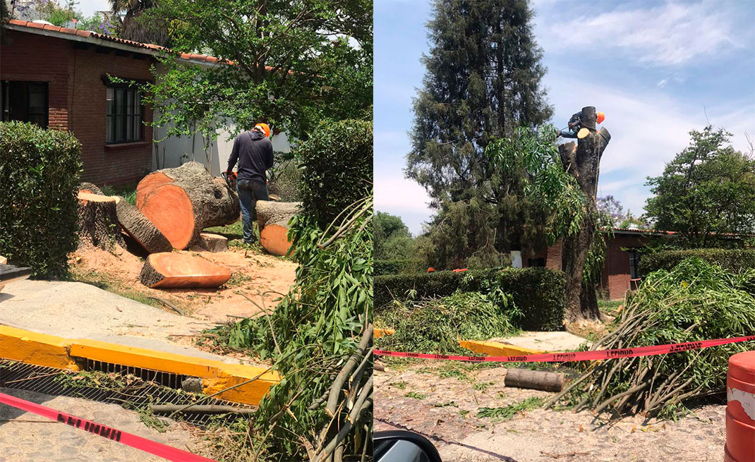 Por: Cortesía Frenan derribo de árboles en la UDLAP,  ante críticas